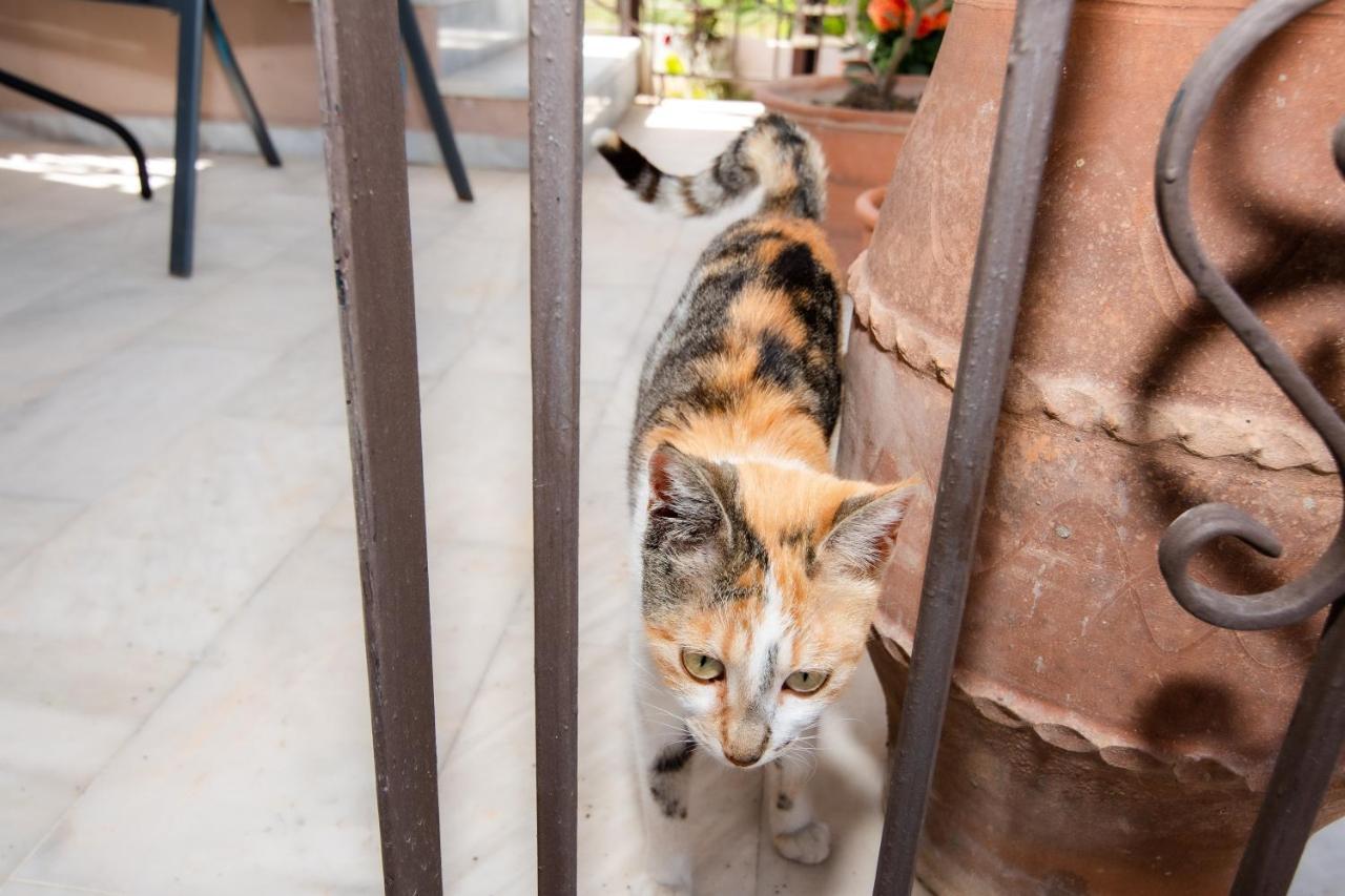 הוילה Kotsianá Achilleas Deluxe Αpartment -Pet Friendly-Parking-Mountain View מראה חיצוני תמונה